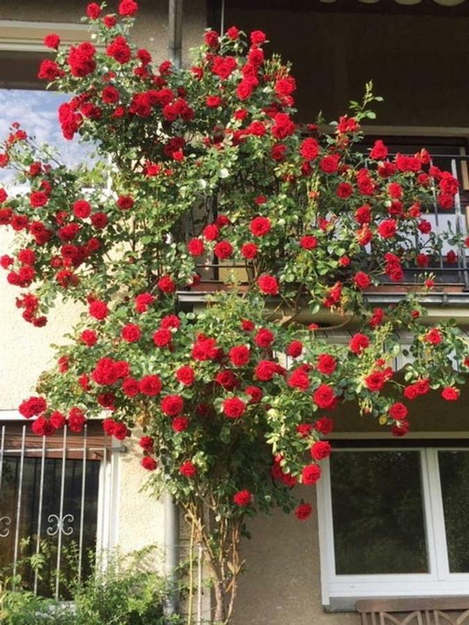 Ferienwohnung Detmold Bagian luar foto